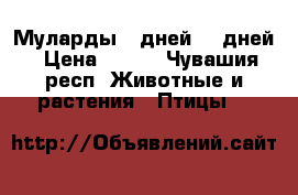 Муларды 25дней ,35дней › Цена ­ 250 - Чувашия респ. Животные и растения » Птицы   